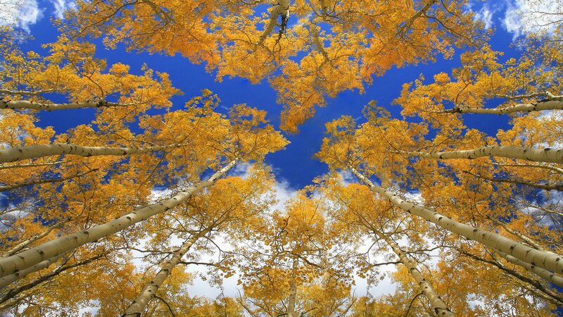 Autumn aspen trees from below