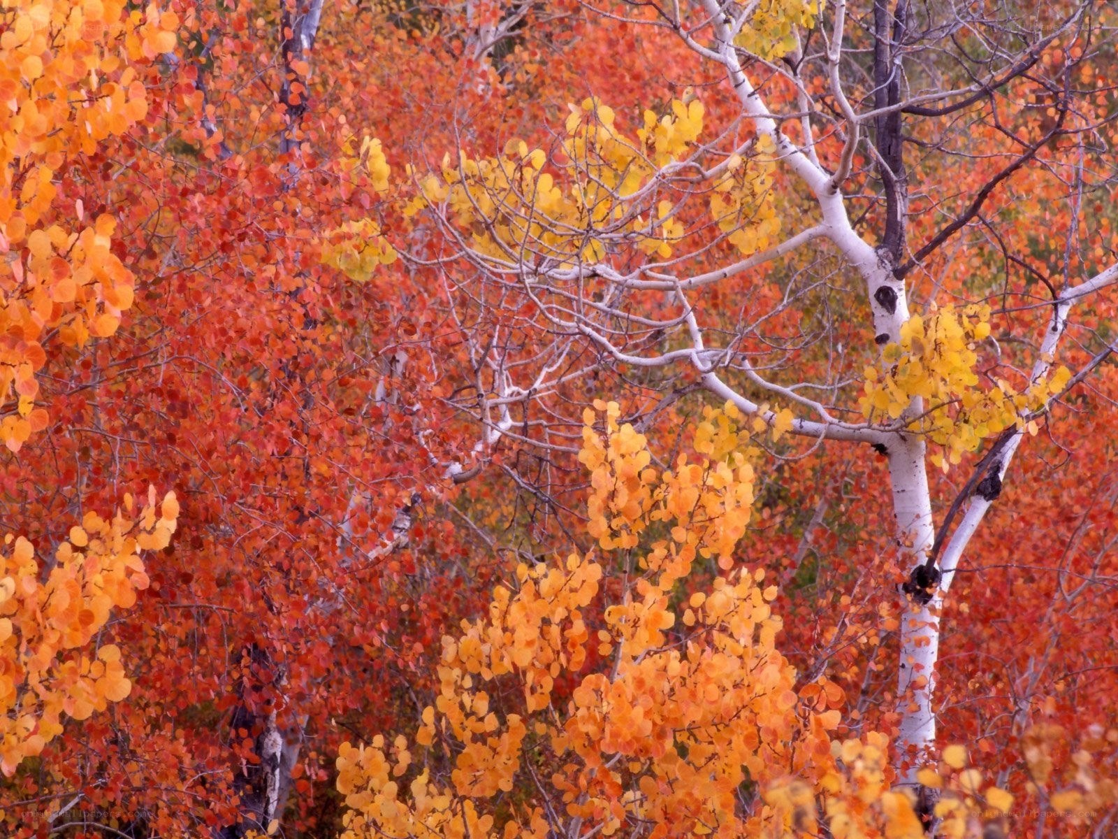 Autumn aspen trees in fall