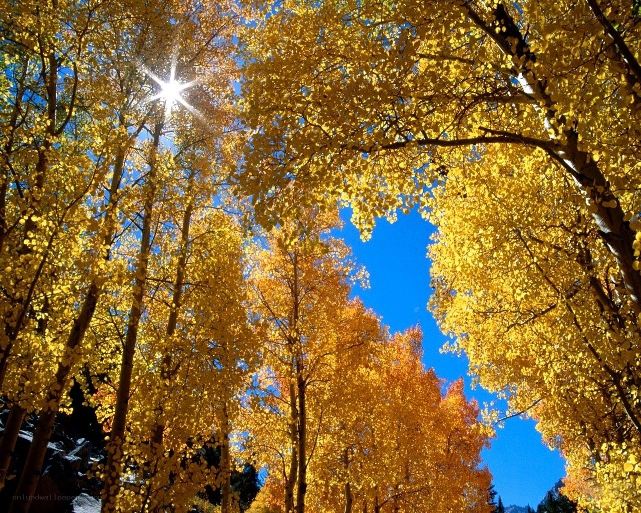 Autumn aspen trees in sunlight