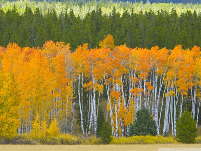 Autumn Aspen Trees — Orange, Serene, Photograph, Forest