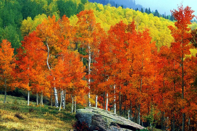 Autumn Aspen Trees — Orange, Serene, Photograph, Hillside