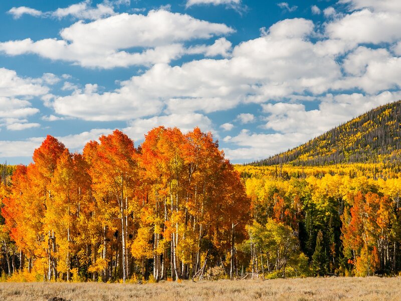 Autumn Aspen Trees — Orange, Serene, Photograph, Mountain