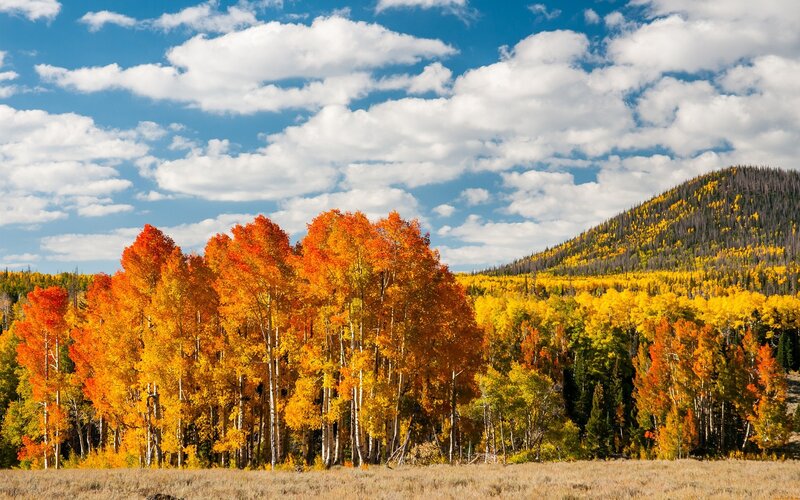 Autumn Aspen Trees — Orange, Serene