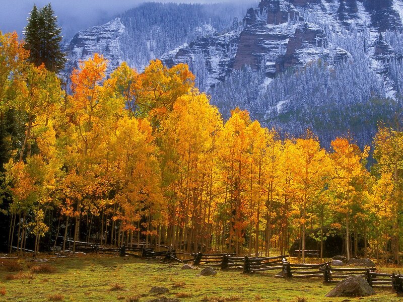 Autumn Aspen Trees — Yellow, Serene