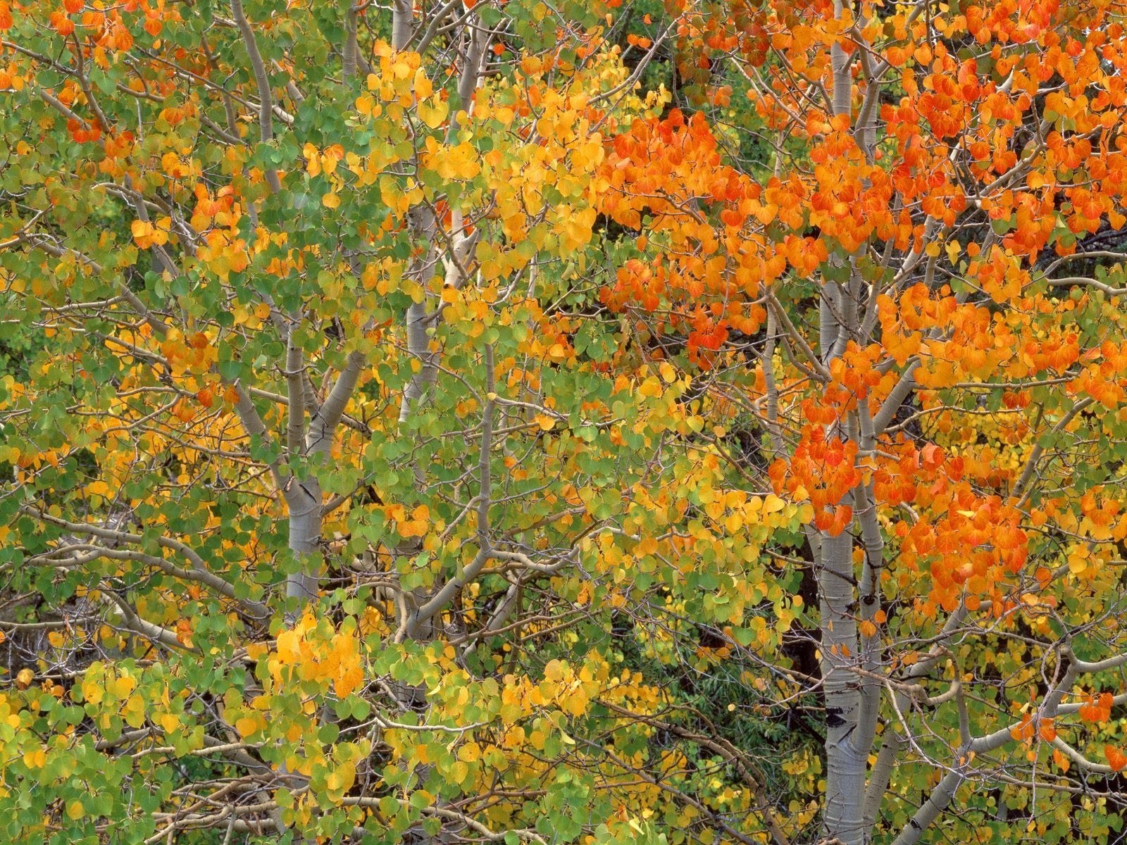 Autumn aspen trees
