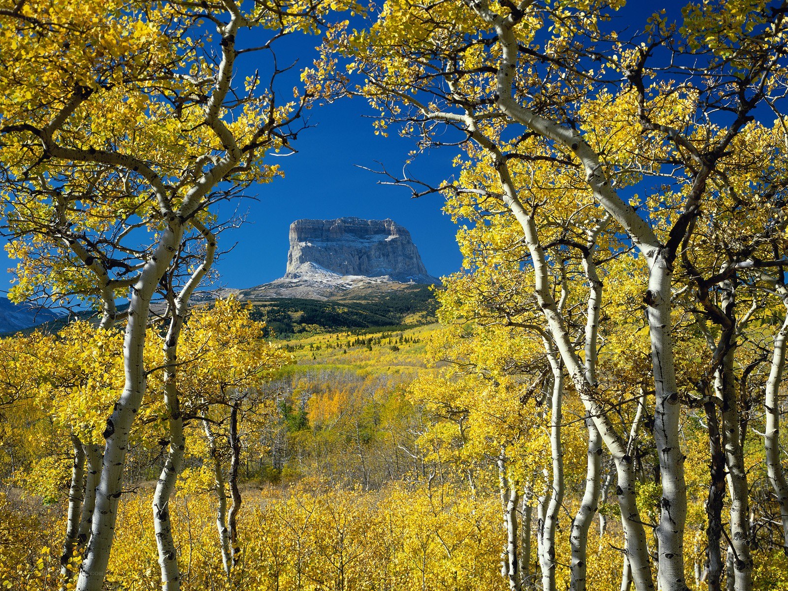 Autumn aspens frame a mountain