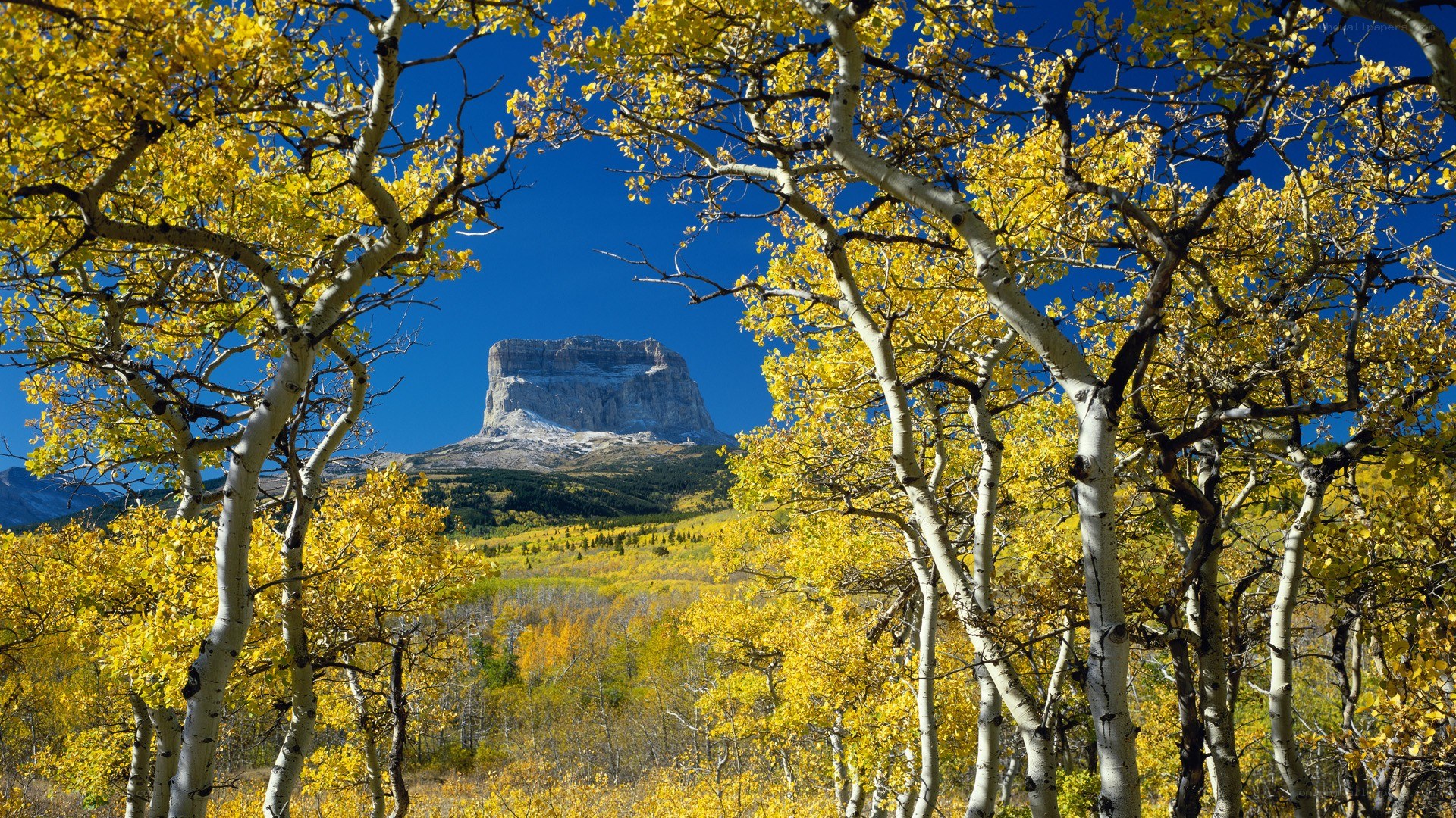 Autumn aspens framing a mountain