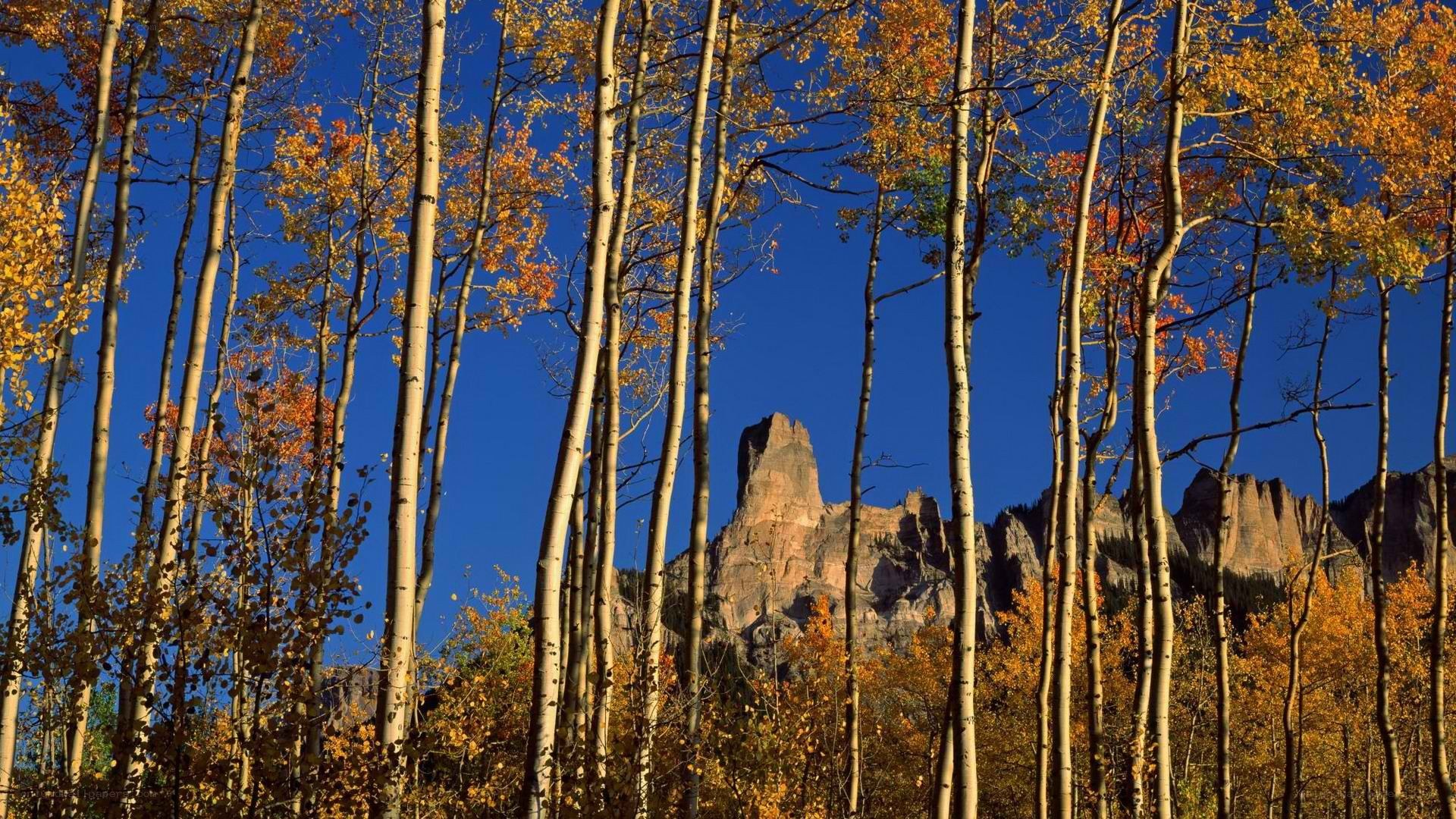 Autumn aspens with rock formation