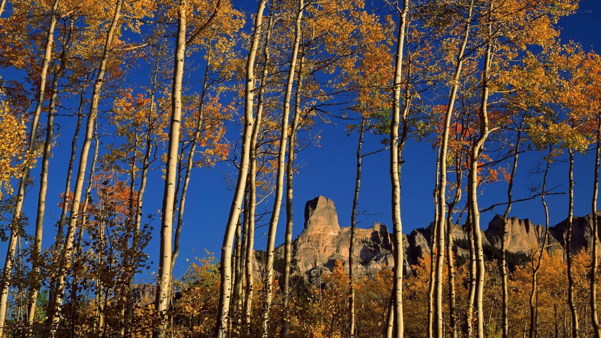 Autumn aspens with rock formation