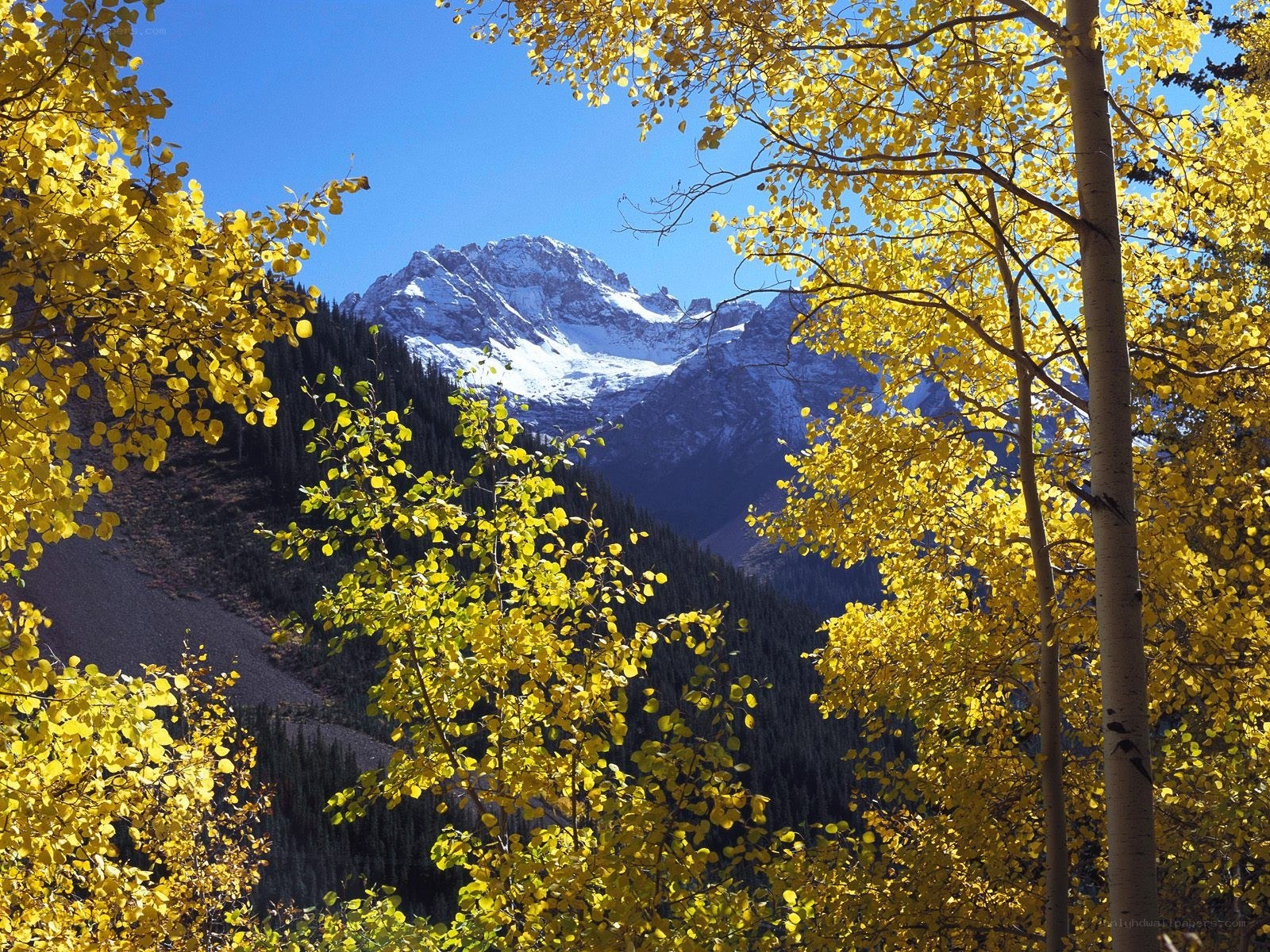 Autumn aspens with snow-capped mountains