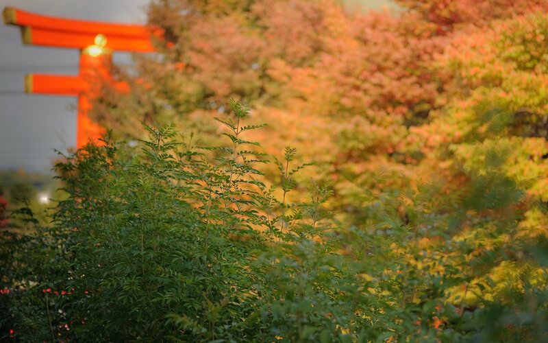 Autumn at a Japanese shrine
