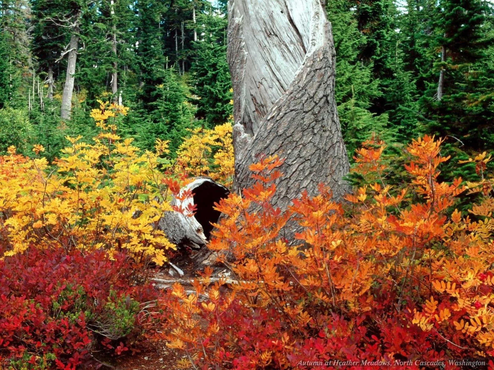Autumn at Heather Meadows