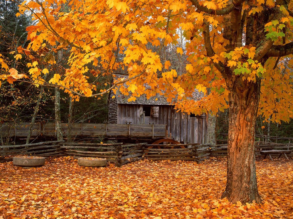 Autumn at the old mill