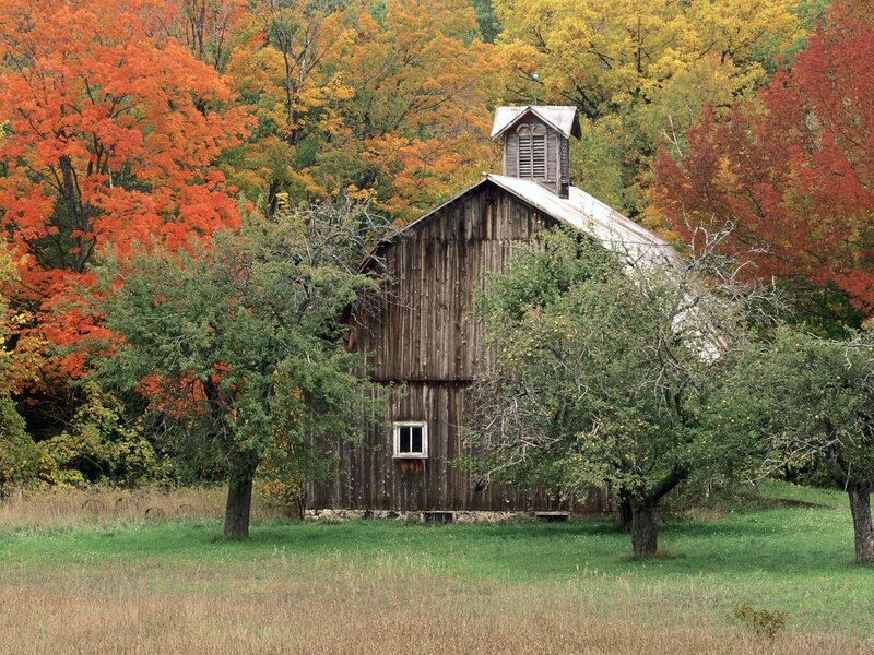 Autumn barn in colorful forest