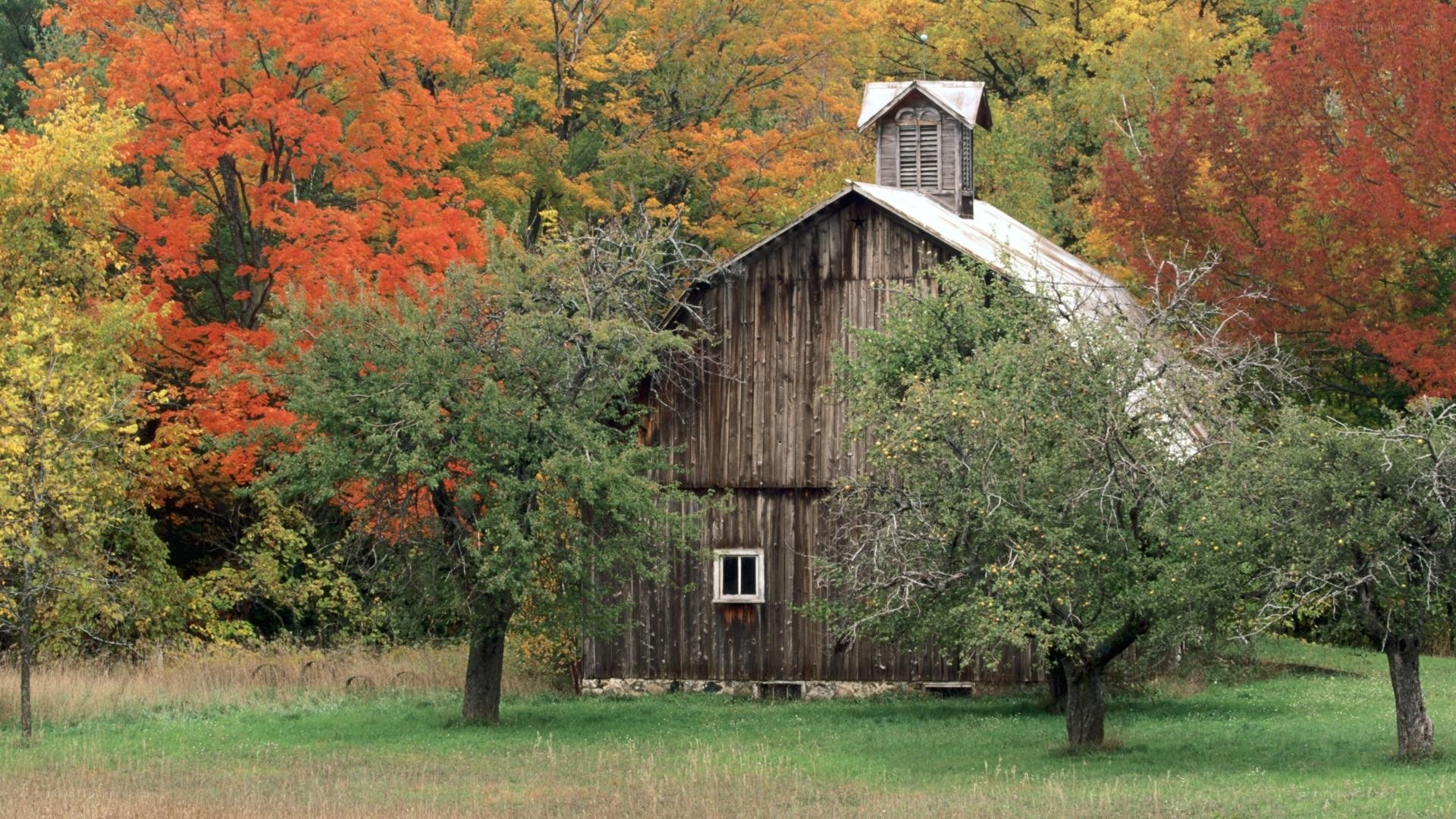 Autumn barn in colorful forest
