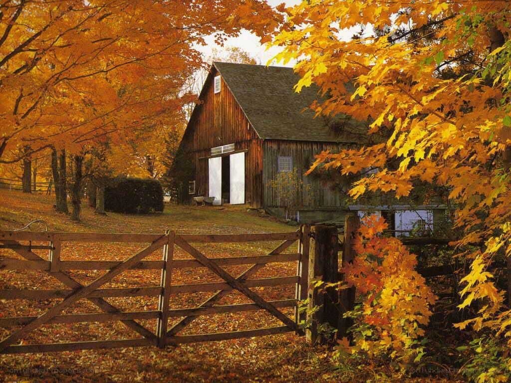 Autumn barn in fall foliage