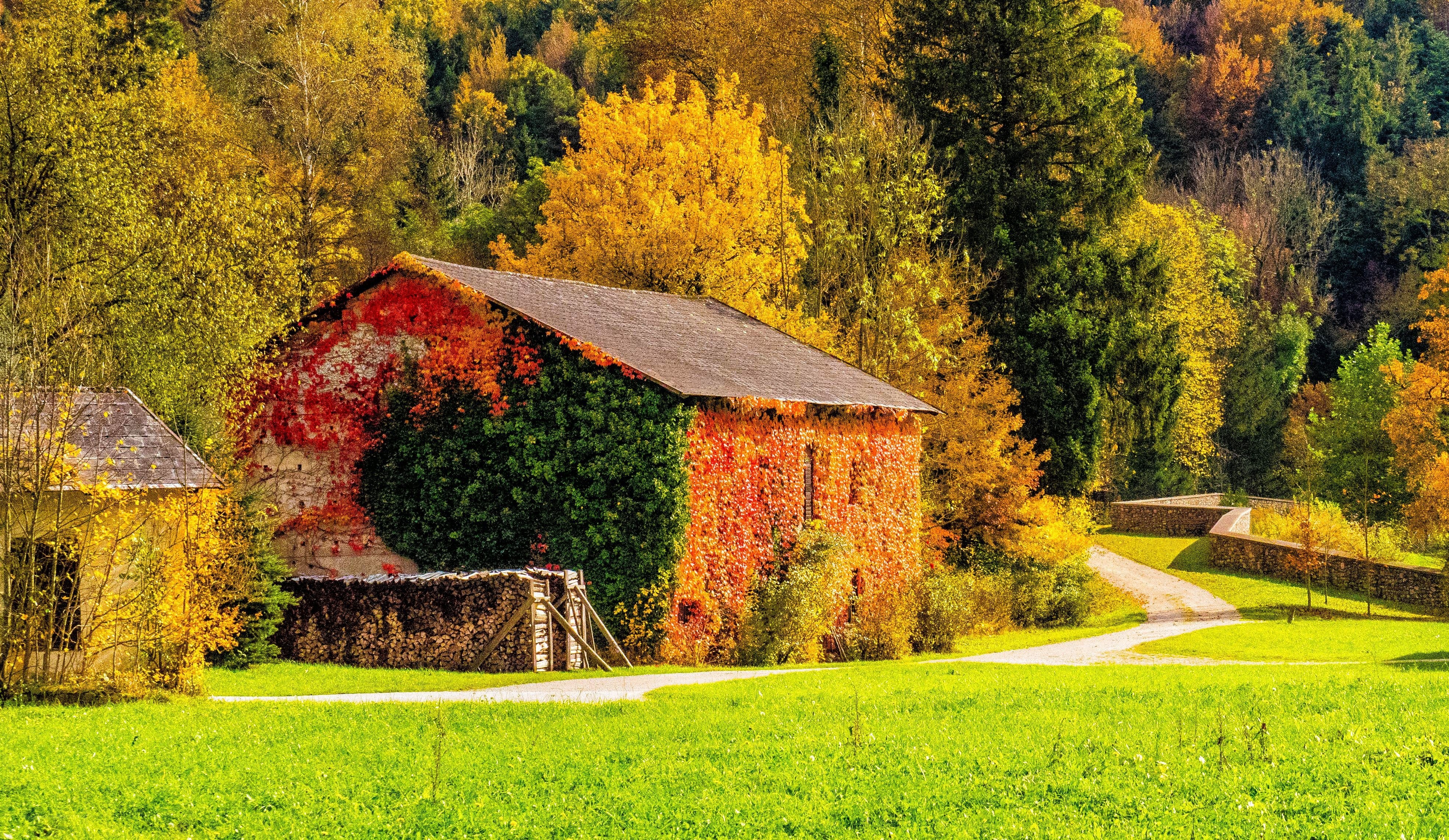 Autumn barn in forest