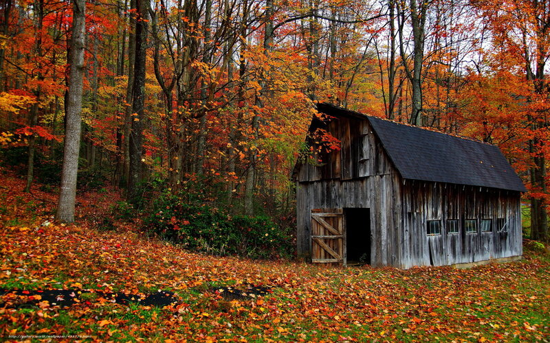 Autumn barn in forest