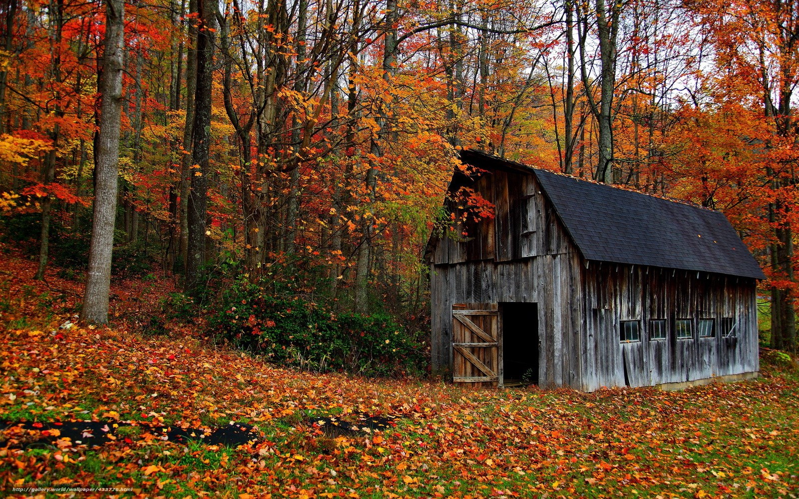 Autumn barn in forest