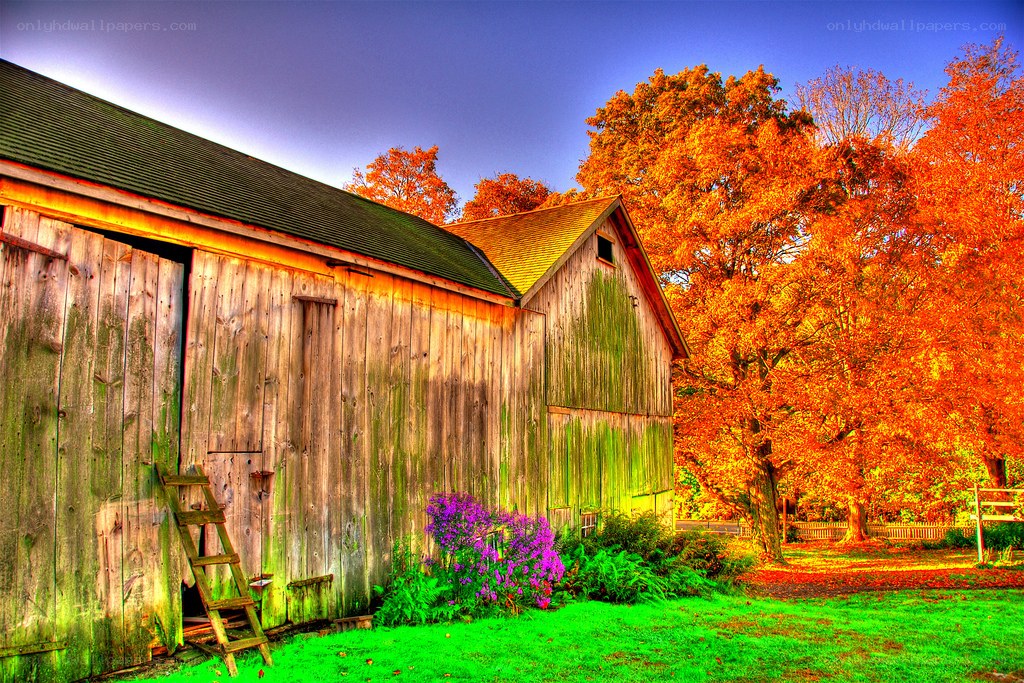 Autumn barn with colorful trees