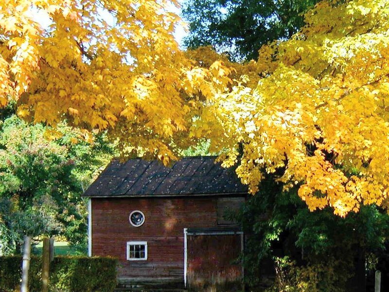 Autumn barn with yellow trees