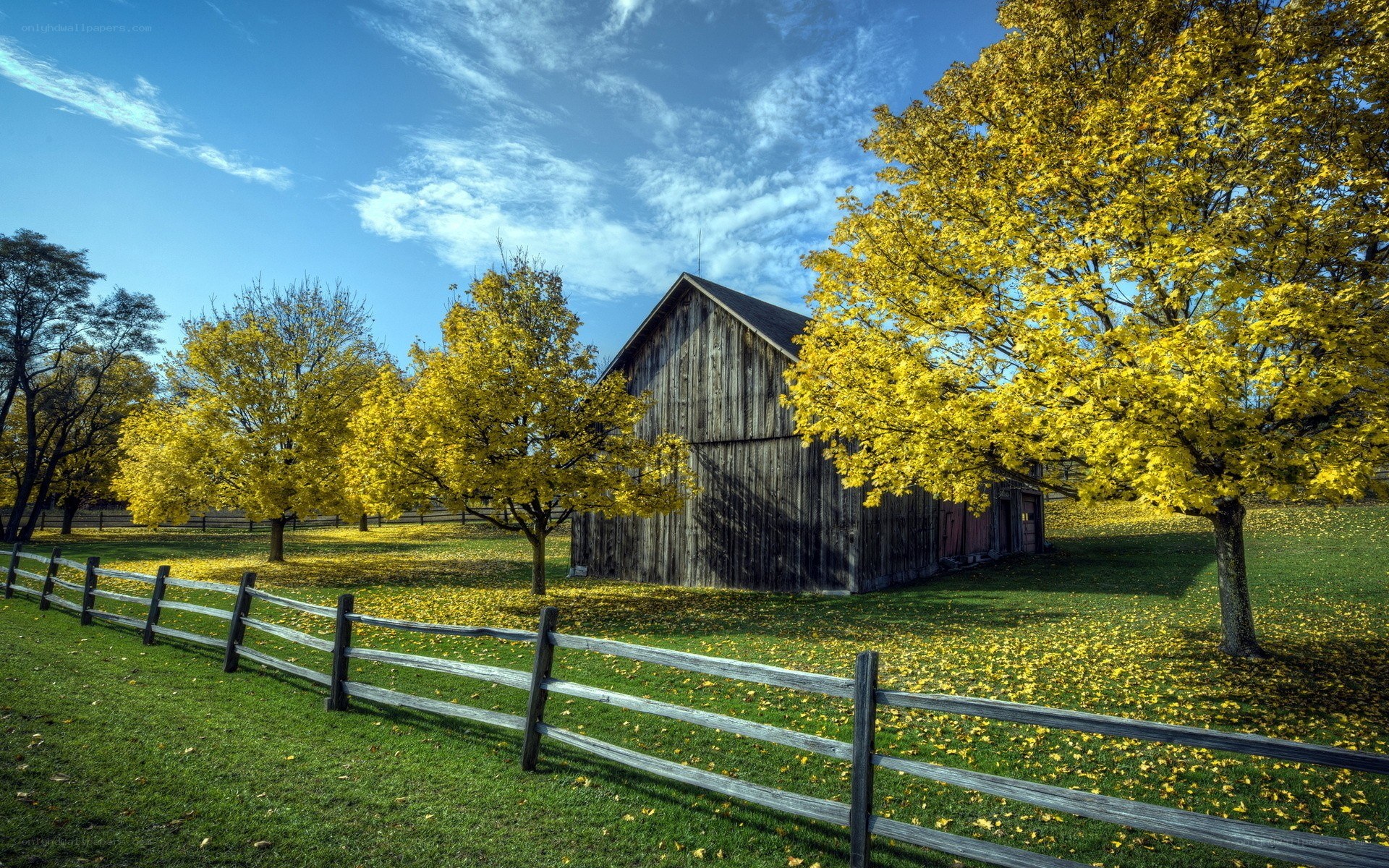 Autumn barn with yellow trees