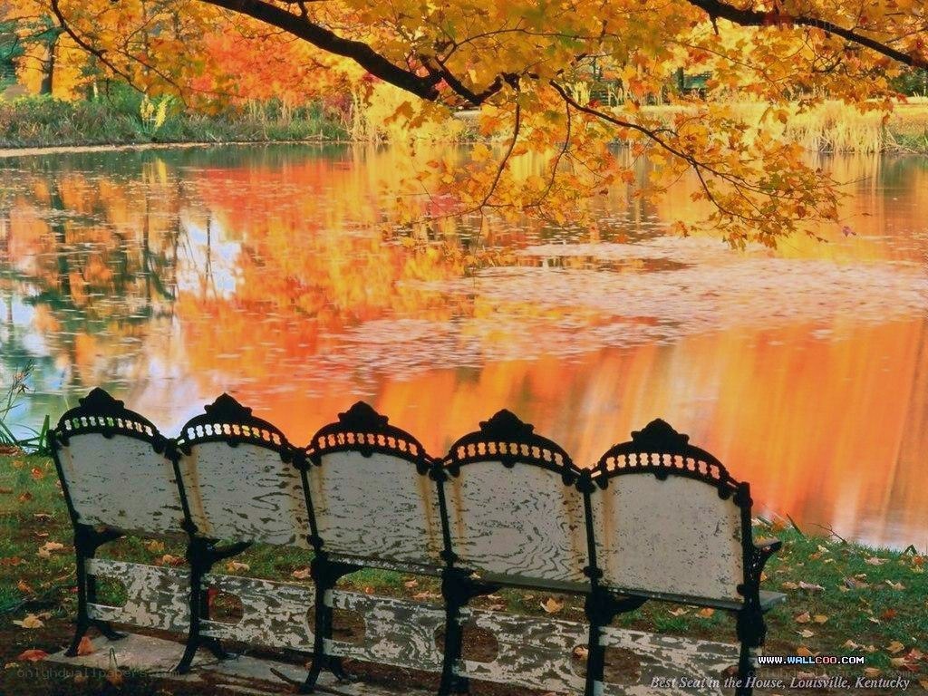 Autumn bench by the pond