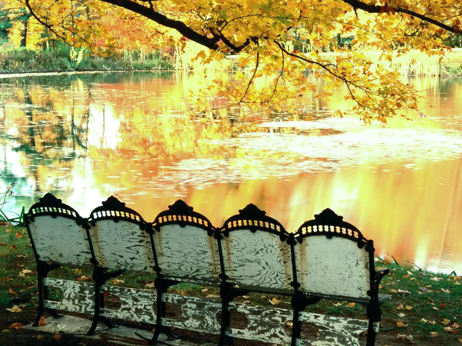Autumn bench by the pond