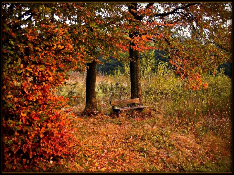 Autumn bench in forest