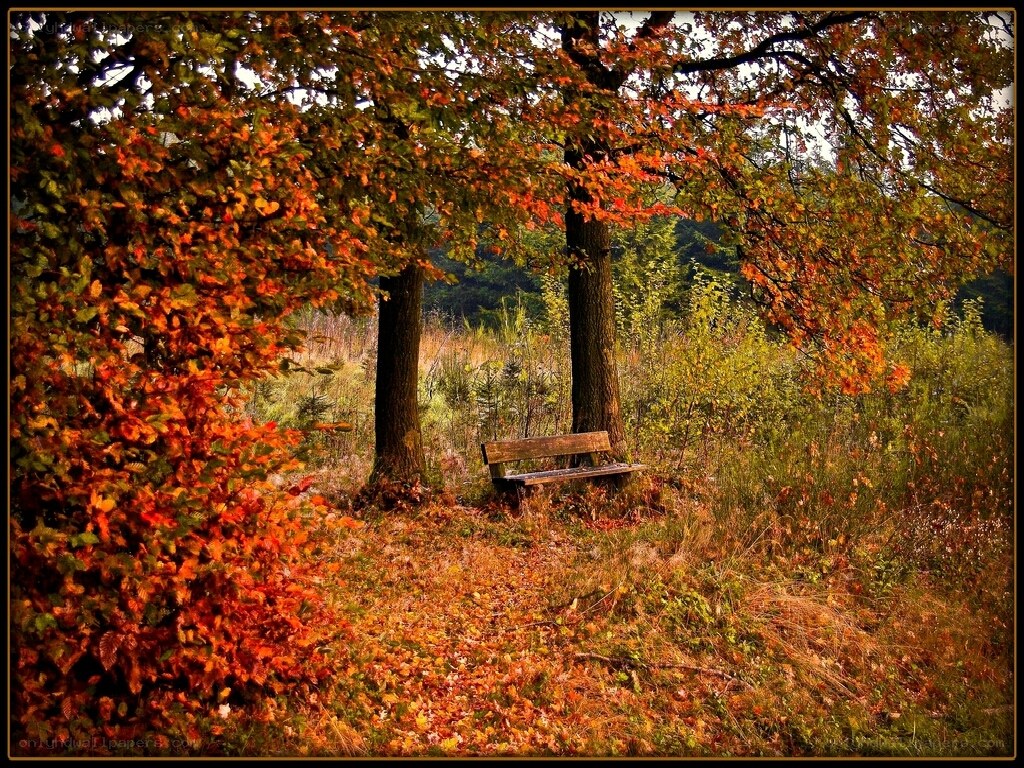 Autumn bench in forest