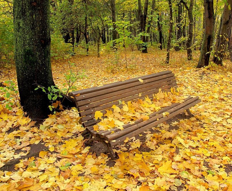 Autumn bench in forest