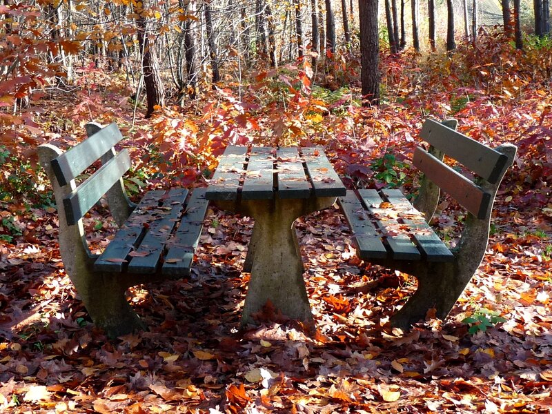 Autumn bench in forest