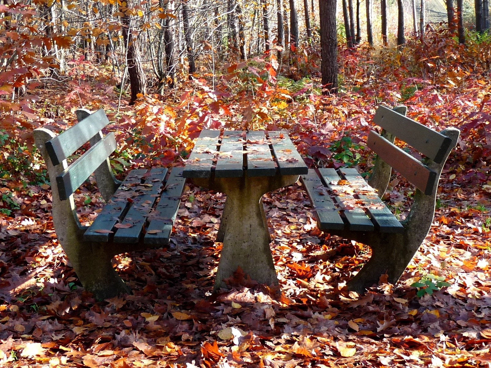 Autumn bench in forest