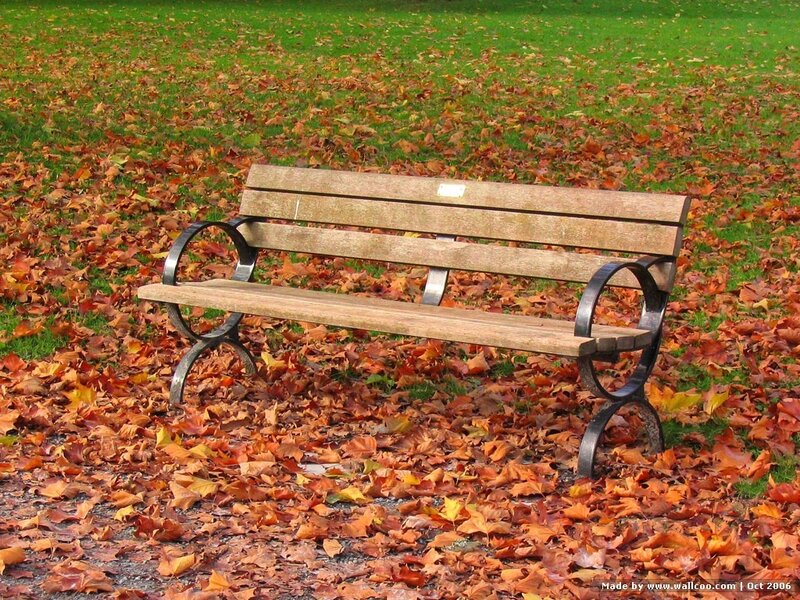 Autumn bench in park