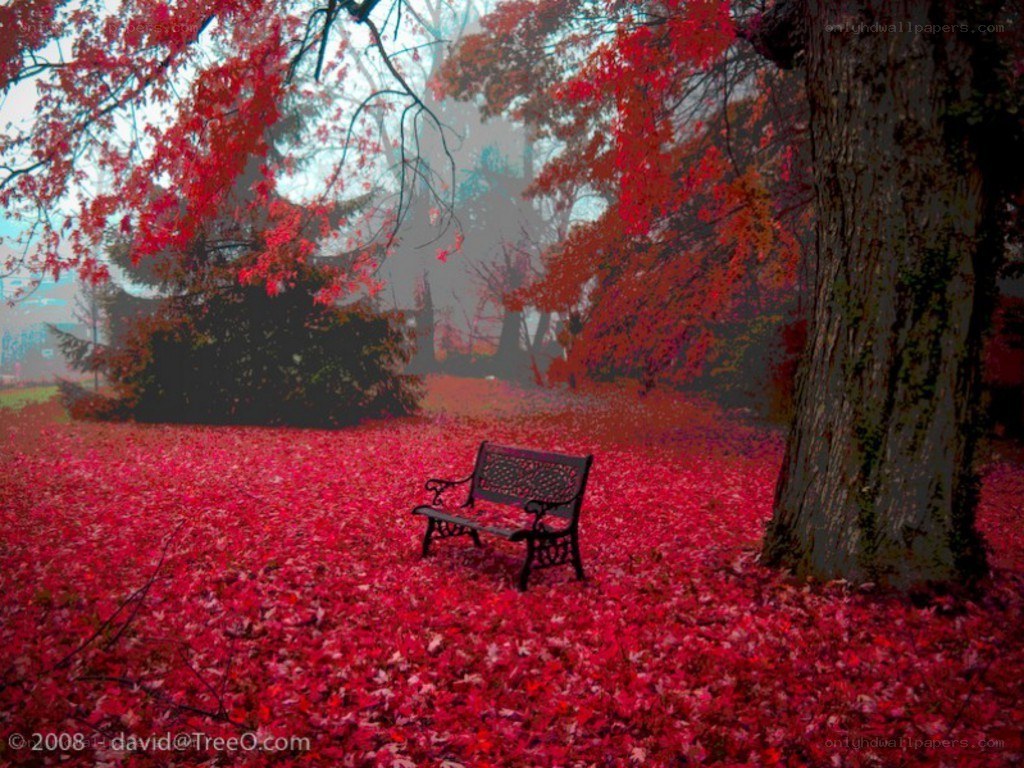 Autumn bench in red leaves
