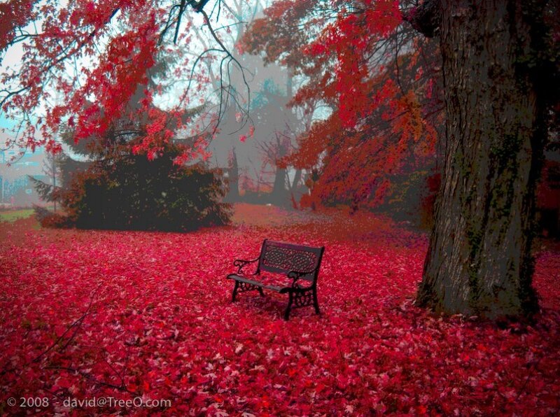 Autumn bench in red leaves