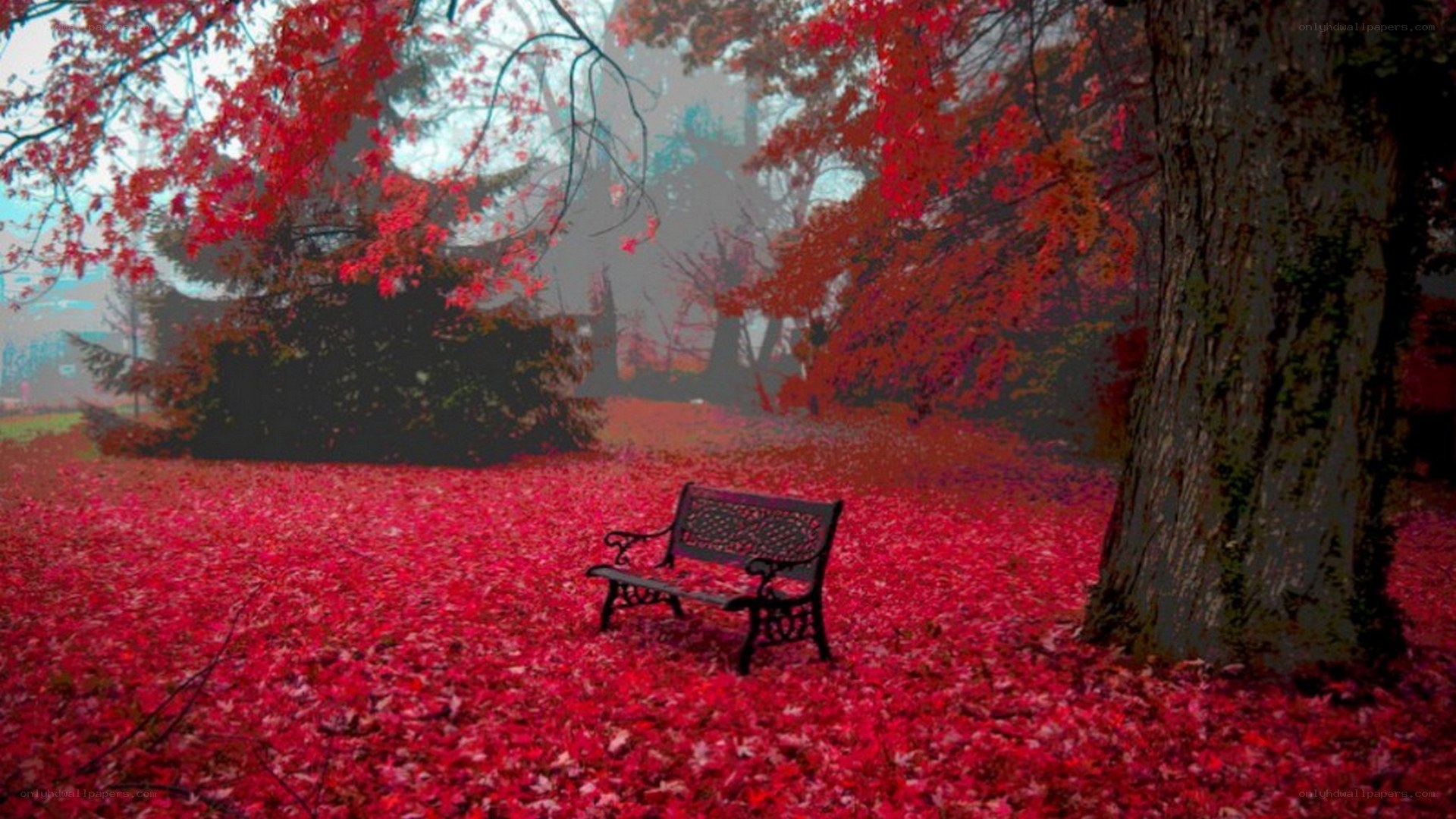 Autumn bench in red leaves