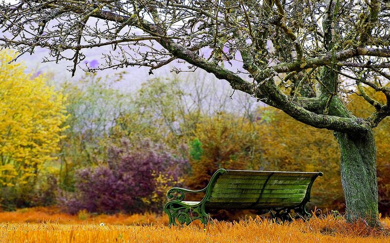 Autumn bench under a tree