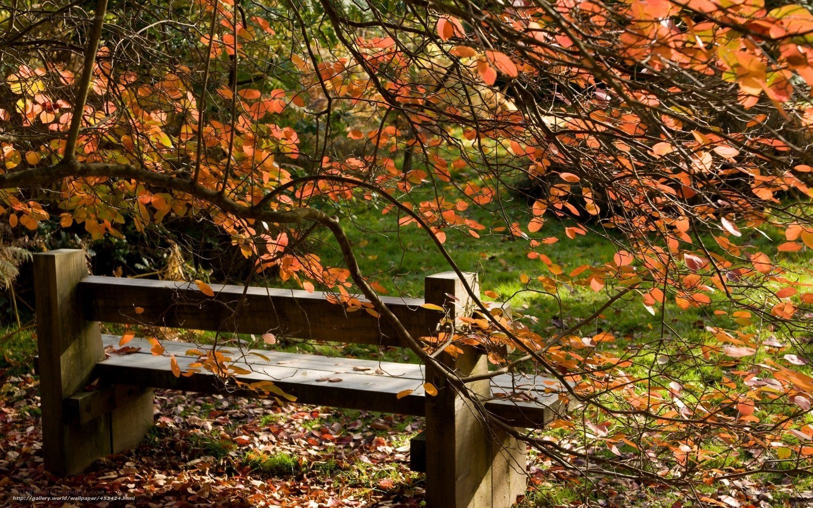 Autumn bench under colorful leaves