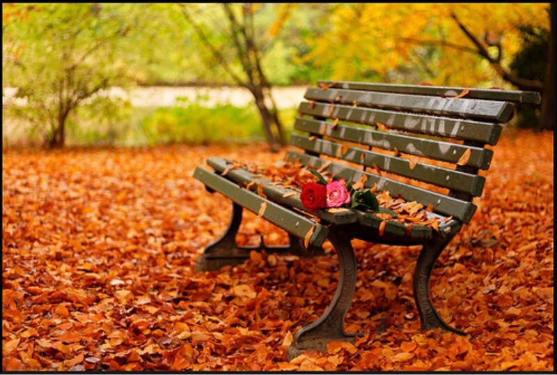Autumn bench with roses