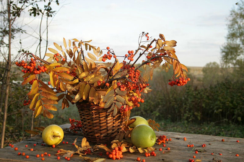 Autumn Berries in Basket
