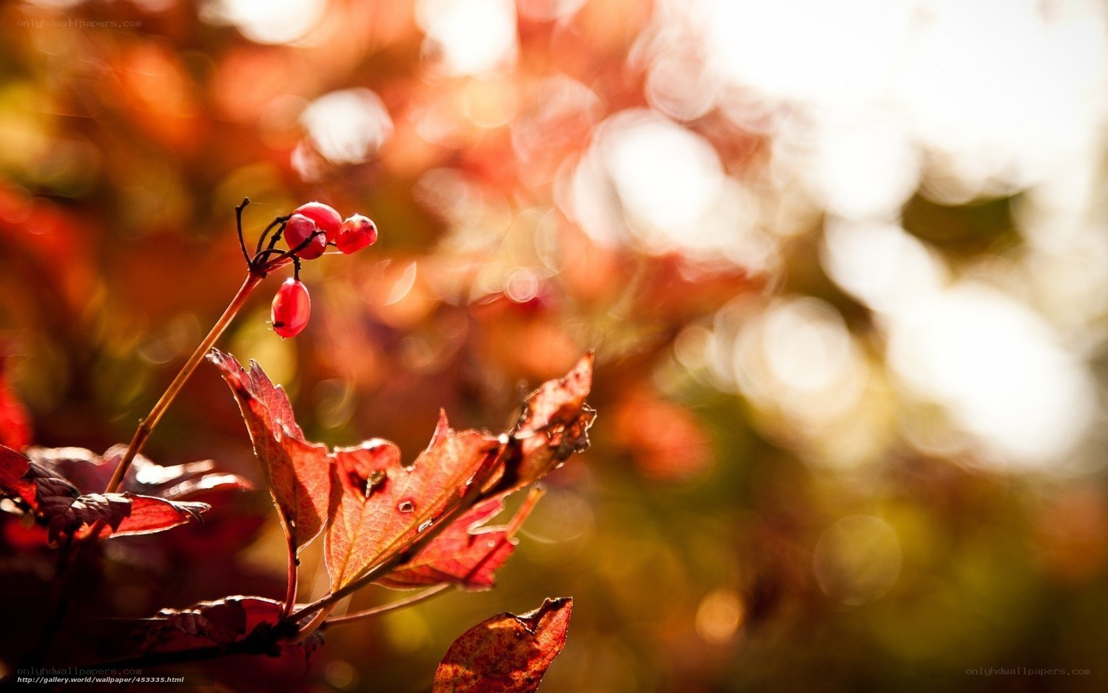 Autumn berries in sunlight