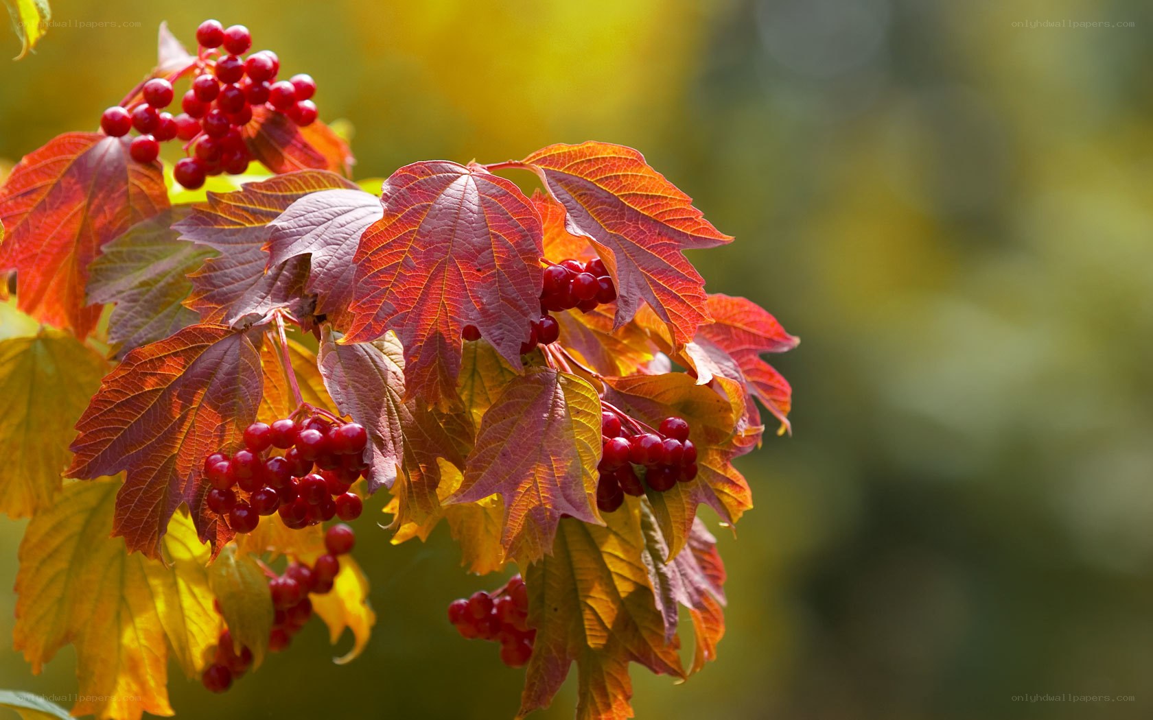 Autumn berries on a branch