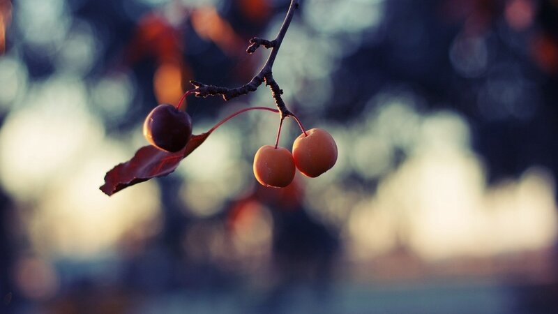 autumn berries on a branch