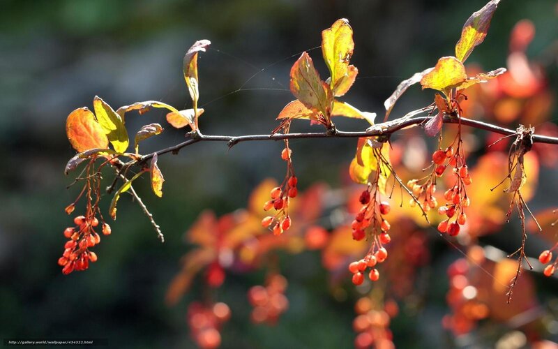 Autumn berries on a branch