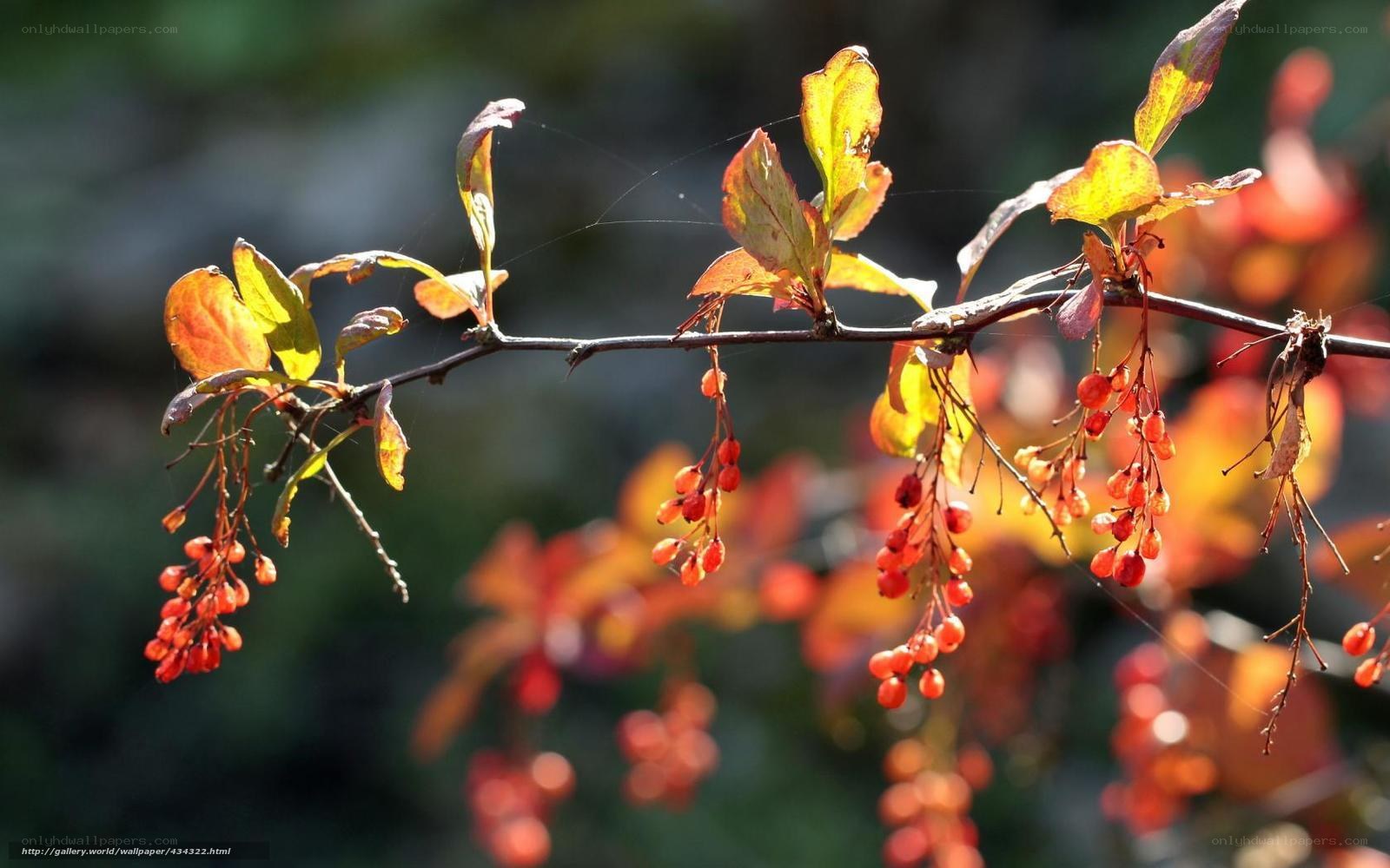 Autumn berries on a branch
