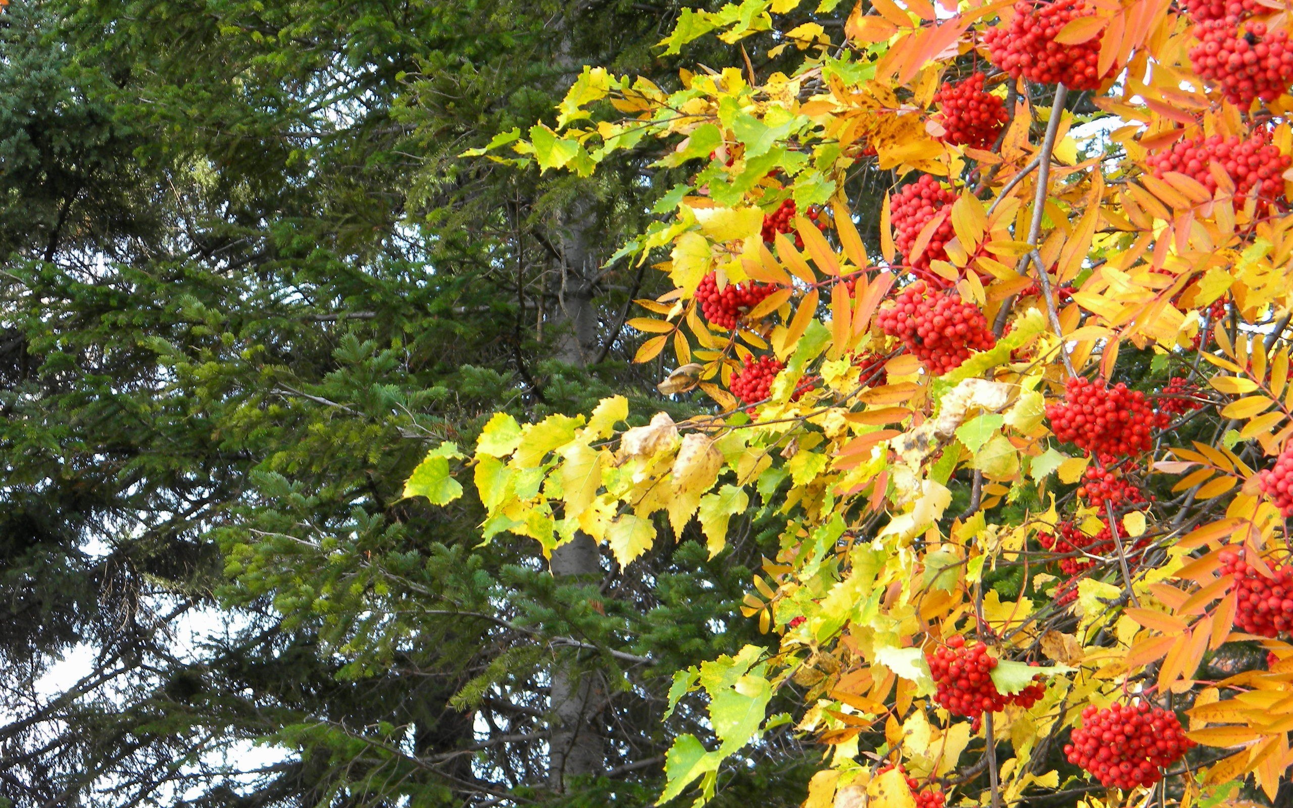 Autumn berries on a tree