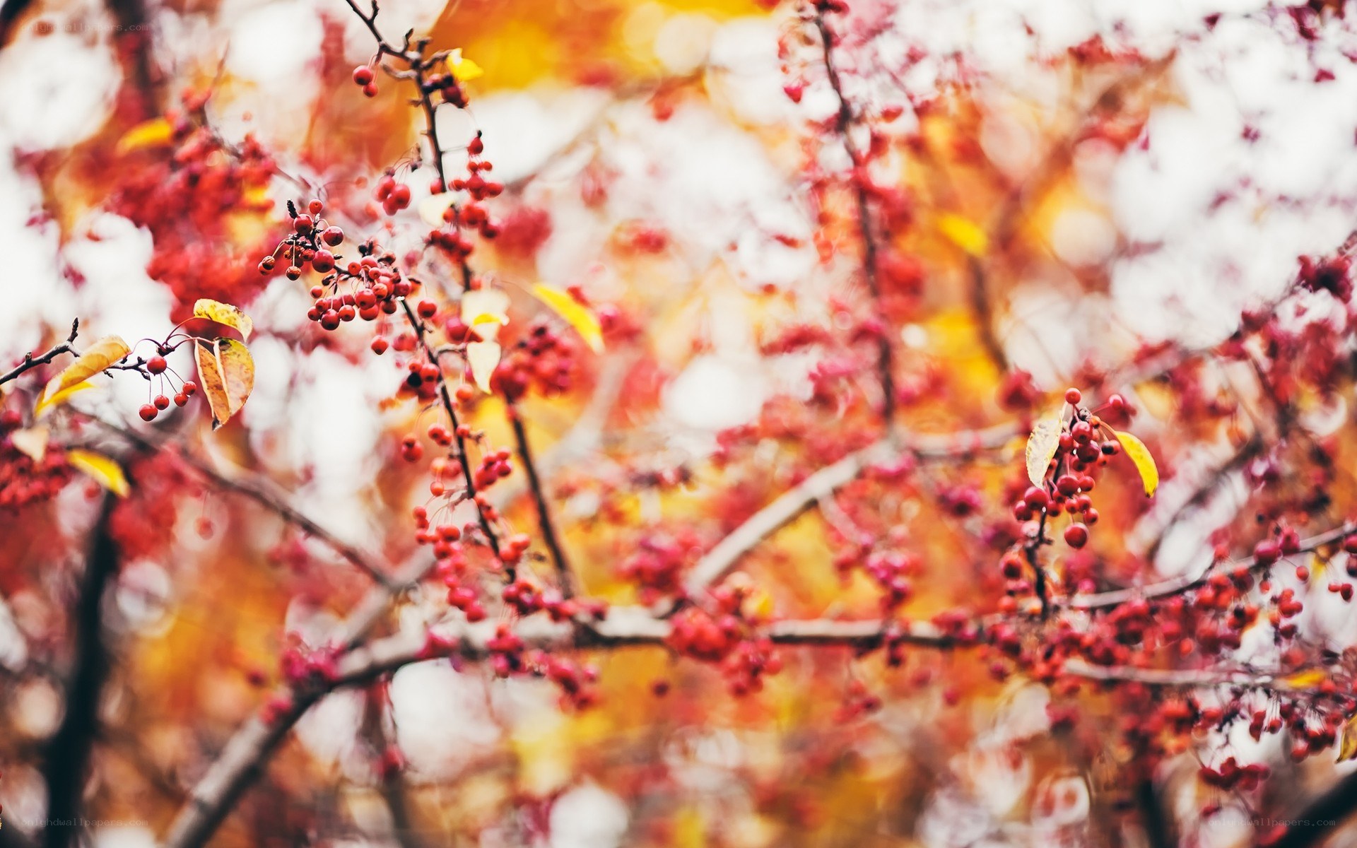 Autumn berries on a tree