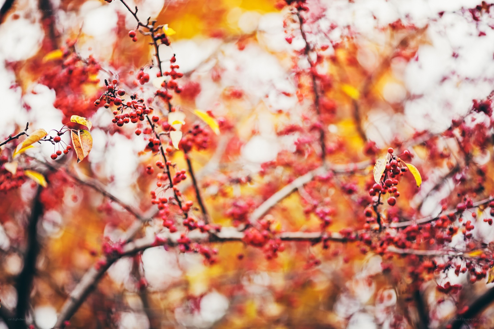 Autumn berries on a tree