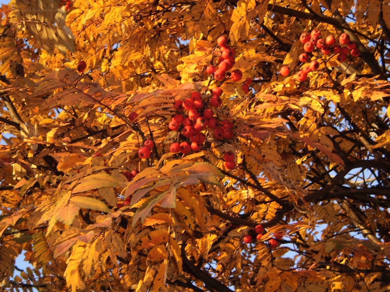 Autumn berries on a tree